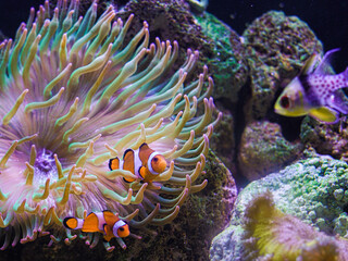 NEMOfish in anemone ON REEF TANK