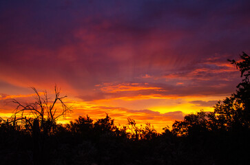 Sunset in the sonoran desert