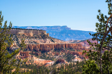 Obraz premium Bryce Canyon National Park, Utah, United States. View at canyon through pine tree branches 