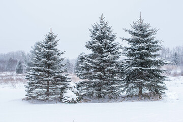 Winter on snowy pines