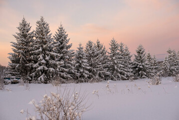 Early morning sunrise on snowy pines