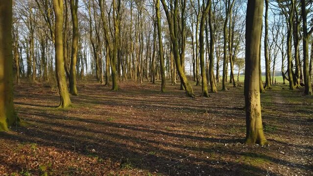 The path through the woods in Winter with sun.  Pan right