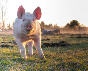 Pasture Raised Pigs