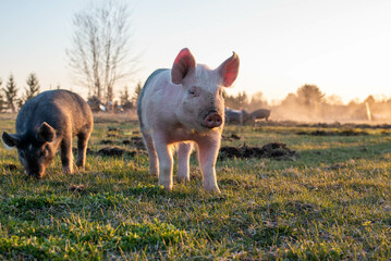 Pasture Raised Pigs