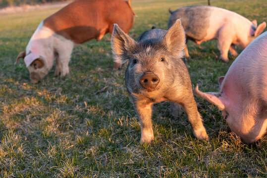 Pasture Raised Pigs