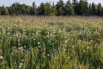 Obraz premium Wild Flowers