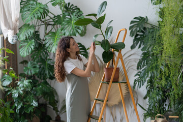 Young woman gardener take care of houseplant standing on orange vintage ladder in home garden....
