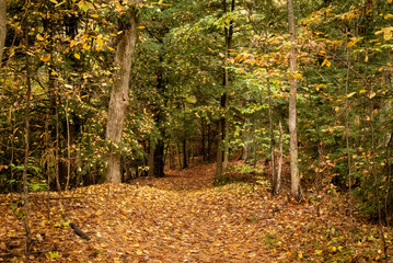 Plakat Forest of wonder, Autumn colors