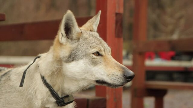 Wolf Closeup, Majestic pet dog domesticated Animal with collar looking cute, purebred beautiful mammal, turns head and blinks kindly