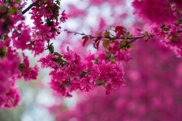 pink cherry blossom
