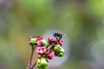 bee on a flower