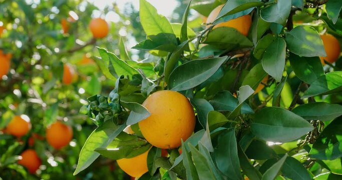 Ripe orange growing on tree at sunlight