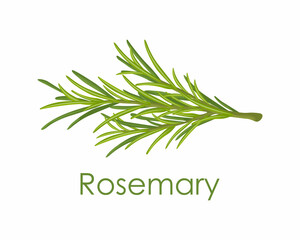 Rosemary. A green sprig of rosemary. Medicinal plant. Fragrant plant for seasoning. Vector illustration isolated on a white background