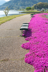 満開の芝桜が美しい東郷湖畔（東郷湖羽合臨海公園・鳥取県）