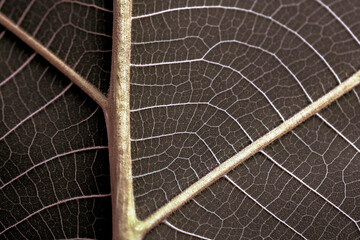close up of a leaf background