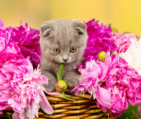 Small gray  kitten with bright eyes sitting in a wicker basket with peonies on green grass
