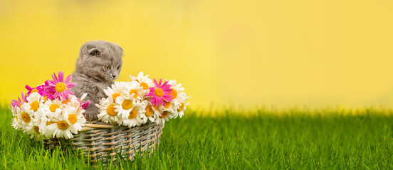 Small gray fold kitten sitting in a wicker basket with a huge bouquet of daisies on the green...