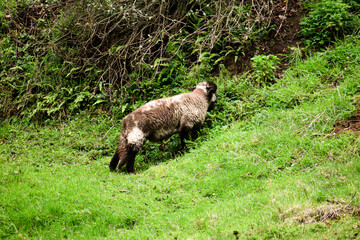 Paisajes monta&ntilde;as animales 