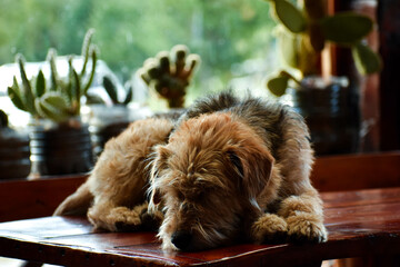 Perro descansando