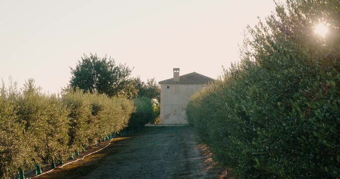 Sunlight breaks through lush bush growing in row along road