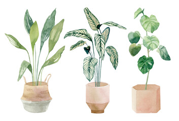 Different indoor and outdoor plants in pots - hand painted watercolor illustration - urban jungle. Perfect for invitations, cards, prints, posters.
