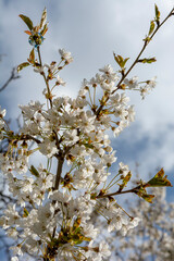 Cherry tree (Prunus) blossom in the spring. Blooming fruit tree in the garden. White flowers on the tree branch.