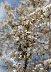 Cherry tree (Prunus) blossom in the spring. Blooming fruit tree in the garden. White flowers on the tree branch.