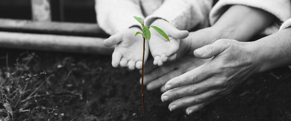 Grandmother and little girl with young green plant in garden, closeup