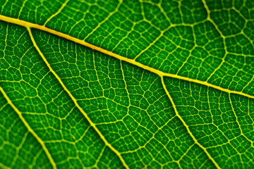 macro of green leaf texture, natural background