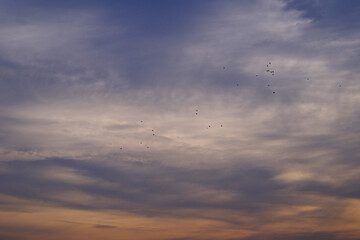 Naklejka na ściany i meble group of small bird flying silhouette with beautiful sky at sunset