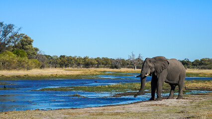 Lone African elephant relaxing drinking with his trunk by a stream in Botswana Africa seen on...