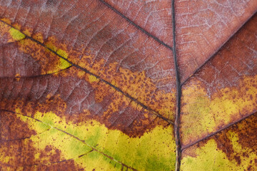 Obraz premium autumn leaf texture ( teak leaf )