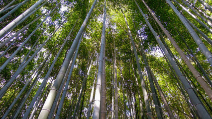Plakat Japanese bamboo forest seen in Osaka Japan looking up at the canopy and see all the green leaves at the top of the tall plants seen travelling as a tourist on holiday