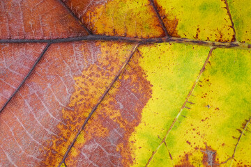 autumn leaf texture ( teak leaf )
