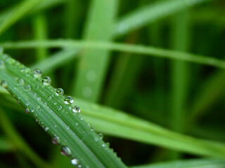 Dew drops on green grass leaves texture