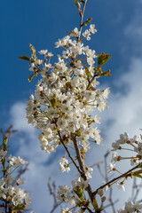 Cherry tree (Prunus) blossom in the spring. Blooming fruit tree in the garden. White flowers on the tree branch.