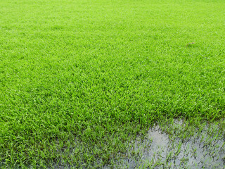 flooding in the lawn with green grass after rain