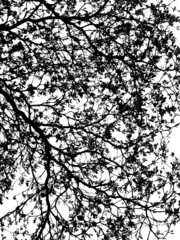 silhouette of tree isolated on white background