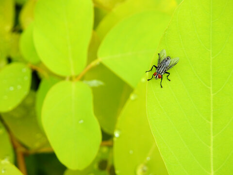 small flesh fly ( Sarcophagidae )on green leaf texture