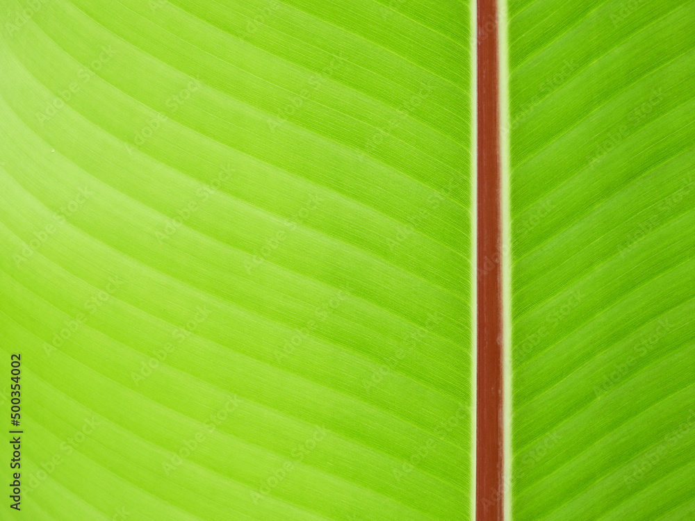 Sticker texture of green banana leaf for background