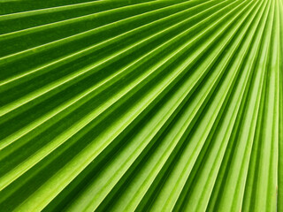 texture of green palm leaf with lines pattern