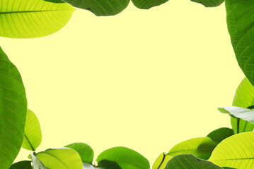 leaf frame and light yellow background with frame for writing text.