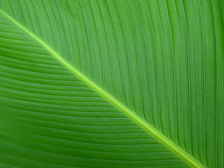 ornamental green leaf texture background