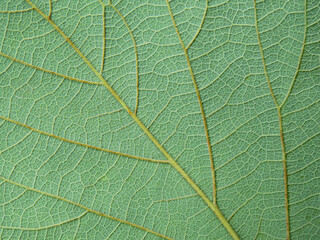 Fototapeta na wymiar close up green leaf of Bastard teak ( Butea monosperma )