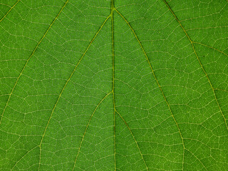close up green leaf of Bastard teak ( Butea monosperma )