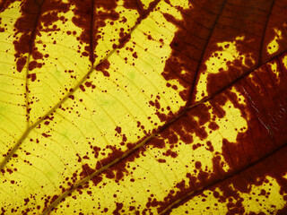 autumn leaf texture ( teak leaf )