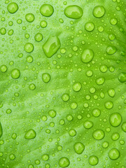 Plakat water drops on green lotus leaf after rain