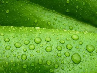 close up water drop on green lotus leaf texture after rain