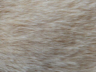 close up fur of dog texture