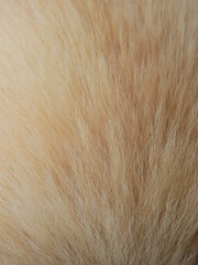 close up fur of dog texture